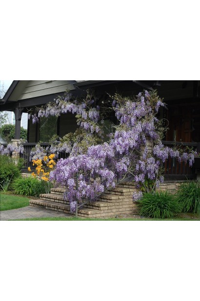 Цветущая Wisteria на перили возле дома